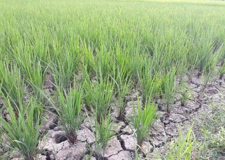 تلاش جهادی مسئولان برای رفع تنش آبی در کمتر از یک درصد اراضی شالیزاری گیلان