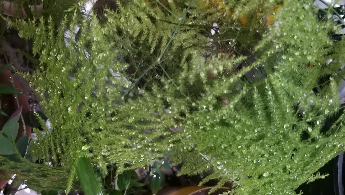 بارش‌ها در گرمترین ماه سال تا اوایل هفته آینده در گیلان ادامه دارد