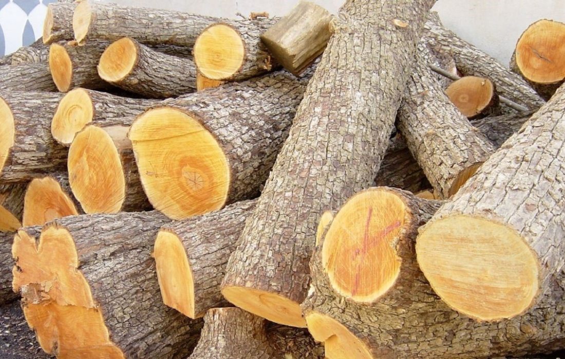 ممنوعیت صدور مجوز کارگاه چوب‌ بری در گیلان