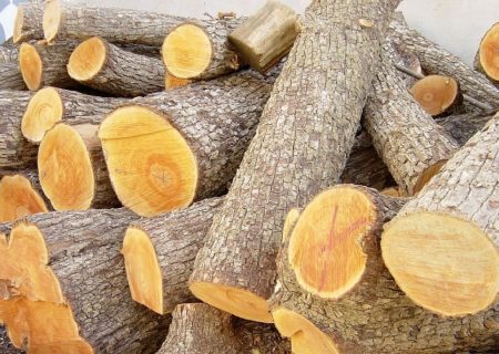 ممنوعیت صدور مجوز کارگاه چوب‌ بری در گیلان