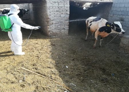 کنترل و شناسایی ۶ کانون تب کریمه کنگو در گیلان
