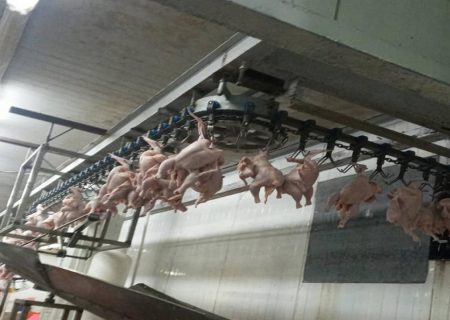 ورشکستگی کشتارگاه مرغ کیسم به علت نبود توازن اقتصادی
