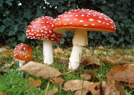 قارچ های وحشی سمی و کشنده هستند