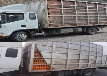 کشف ۷ تن مرغ بدون مجوز حمل و بهداشت در رستم‌آباد