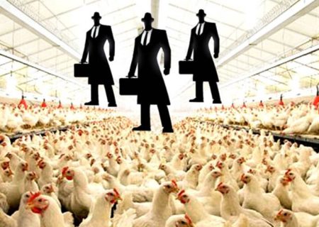 آیا نماینده مجلس، منافع مافیای مرغداری را در اولویت قرار می دهد؟