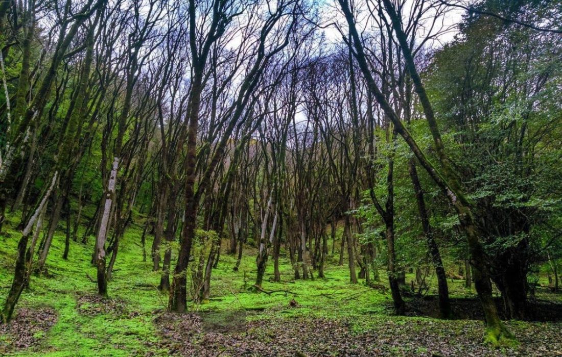 مرگ ضارب جنگلبان رودباری بر اثر برق گرفتگی