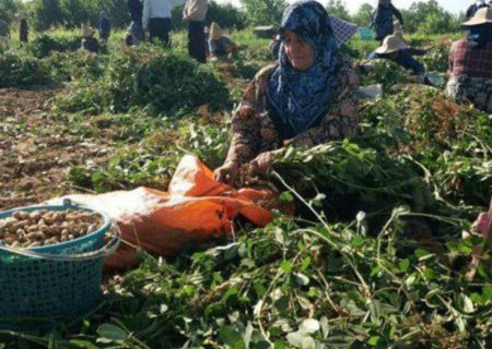 خام فروشی بادام آستانه اشرفیه ،ضرر جبران ناپذیر به اقتصادکشاورزی گیلان