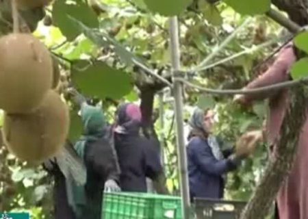 باغداران گیلانی کیوی کارامسال ۲۲۰ هزارتن ‌کیوی برداشت می کنند