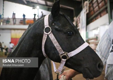 جشنواره ملی زیبایی اسب کاسپین در گیلان برگزار می شود