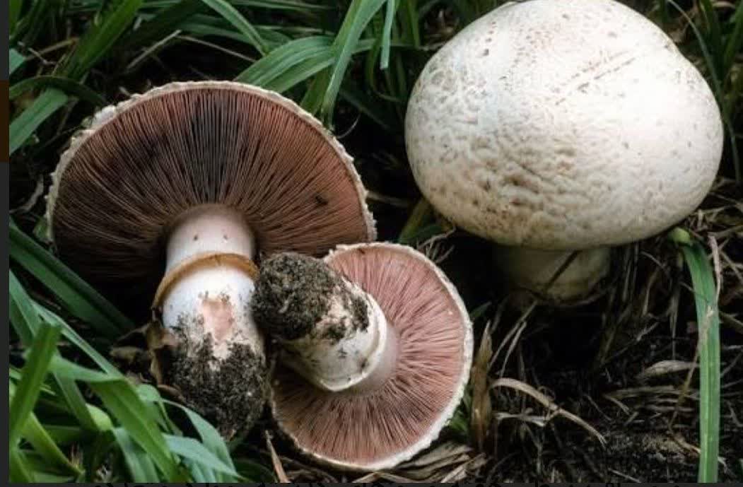 از خوردن قارچهای وحشی و خود رو در طبیعت بپرهیزید