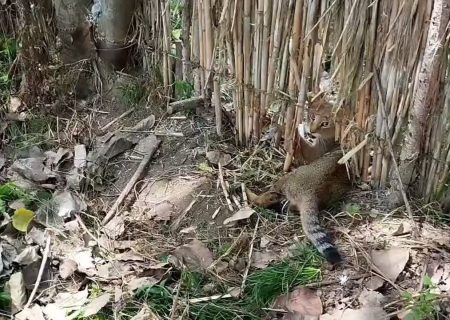 گربه جنگلی گرفتار در تله سیمی در کوچصفهان نجات یافت